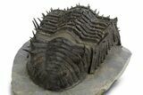 Insane, Spiny, Undescribed Scabrella Trilobite - Morocco #328620-5